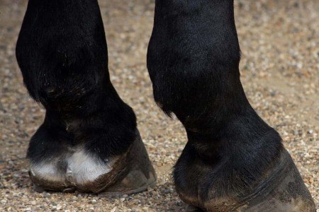 Hufpflege Pferd Sommer